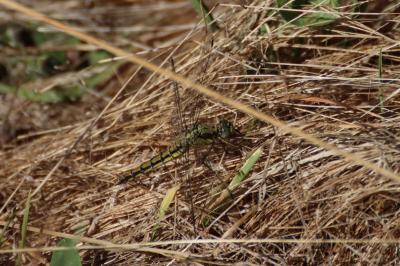 <i>Orthetrum cancellatum</i>
