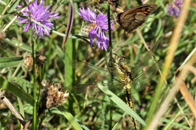 <i>Orthetrum cancellatum</i>