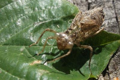 <i>Sympetrum</i>