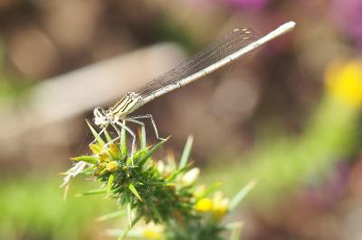 <i>Platycnemis pennipes</i>