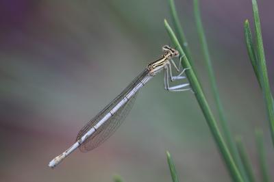 <i>Platycnemis pennipes</i>