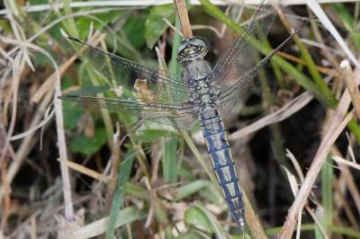 <i>Orthetrum cancellatum</i>