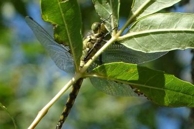 <i>Orthetrum cancellatum</i>