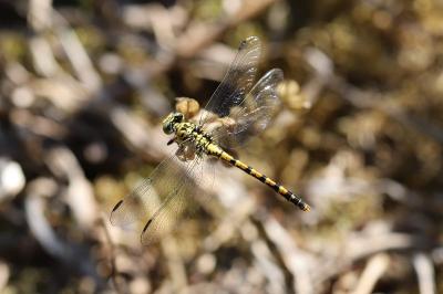 <i>Onychogomphus forcipatus</i>