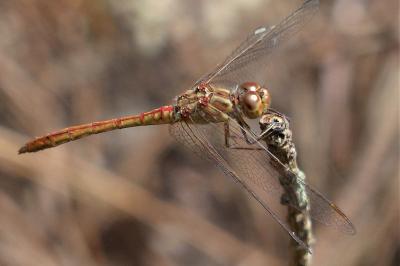 <i>Sympetrum meridionale</i>