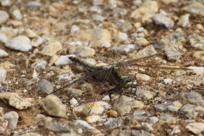 <i>Orthetrum cancellatum</i>