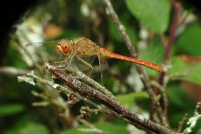 <i>Sympetrum meridionale</i>
