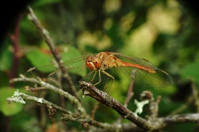 <i>Sympetrum meridionale</i>