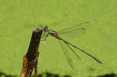 <i>Chalcolestes viridis</i>