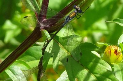 <i>Lestes</i>