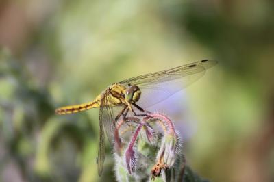 <i>Orthetrum cancellatum</i>