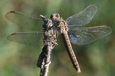 <i>Orthetrum brunneum</i>