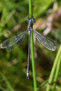<i>Lestes sponsa</i>