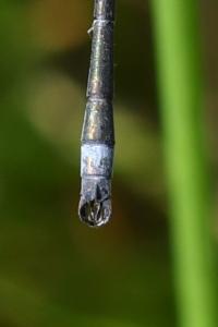 <i>Lestes sponsa</i>