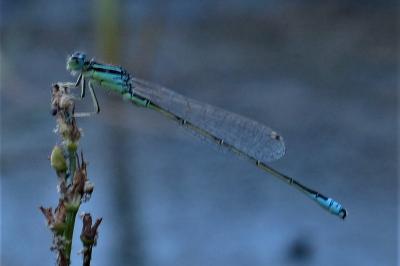 <i>Ischnura pumilio</i>