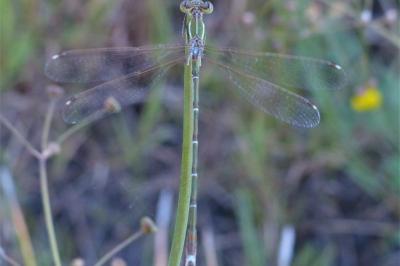 <i>Lestes barbarus</i>