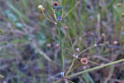 <i>Lestes virens</i>