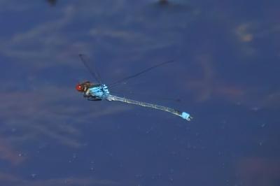 <i>Erythromma najas</i>
