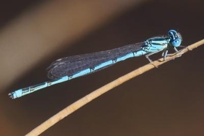 <i>Erythromma lindenii</i>