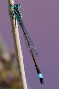 <i>Ischnura elegans</i>