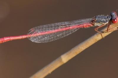 <i>Ceriagrion tenellum</i>
