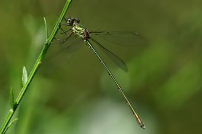 <i>Chalcolestes viridis</i>