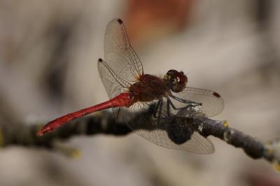 <i>Sympetrum sanguineum</i>