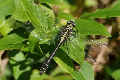 <i>Gomphus vulgatissimus</i>