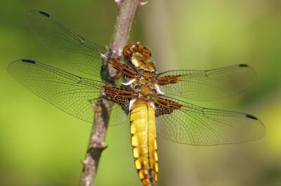 <i>Libellula depressa</i>