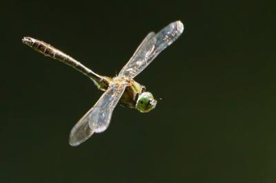 <i>Cordulia aenea</i>