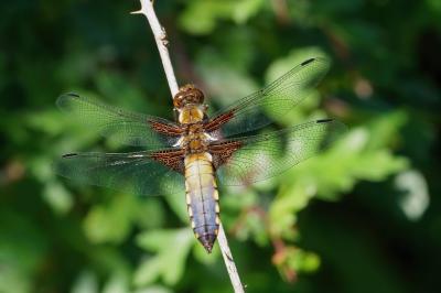 <i>Libellula depressa</i>