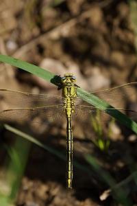 <i>Gomphus pulchellus</i>