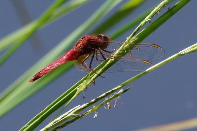 <i>Crocothemis erythraea</i>