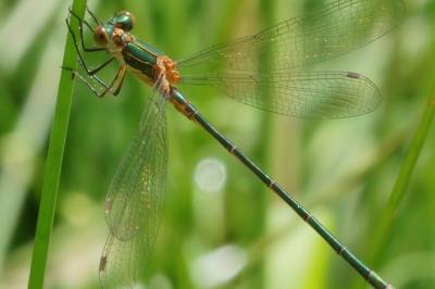 <i>Lestes sponsa</i>