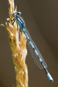 <i>Enallagma cyathigerum</i>