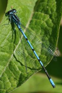 <i>Coenagrion puella</i>