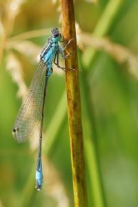 <i>Ischnura elegans</i>