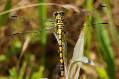 <i>Onychogomphus forcipatus</i>