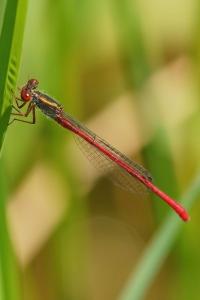 <i>Ceriagrion tenellum</i>