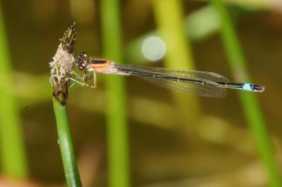 <i>Ischnura elegans</i>