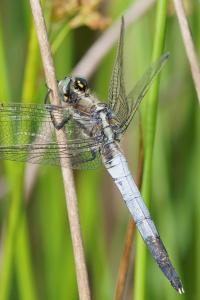 <i>Orthetrum albistylum</i>