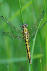 <i>Orthetrum cancellatum</i>