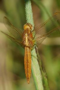 <i>Crocothemis erythraea</i>