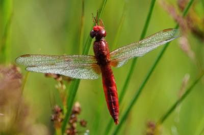 <i>Crocothemis erythraea</i>