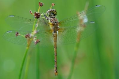 <i>Sympetrum striolatum</i>