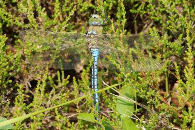 <i>Anax imperator</i>