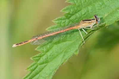 <i>Platycnemis acutipennis</i>