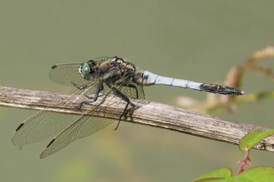 <i>Orthetrum albistylum</i>