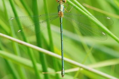 <i>Chalcolestes viridis</i>