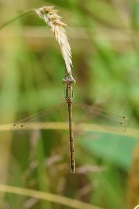 <i>Lestes barbarus</i>